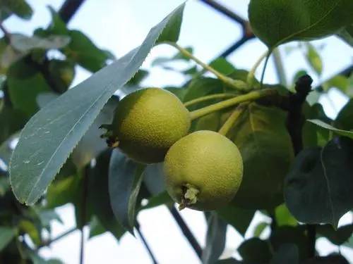 梨树周年栽培管理历，从清园萌芽到挂果采收，病虫管理和施肥方案