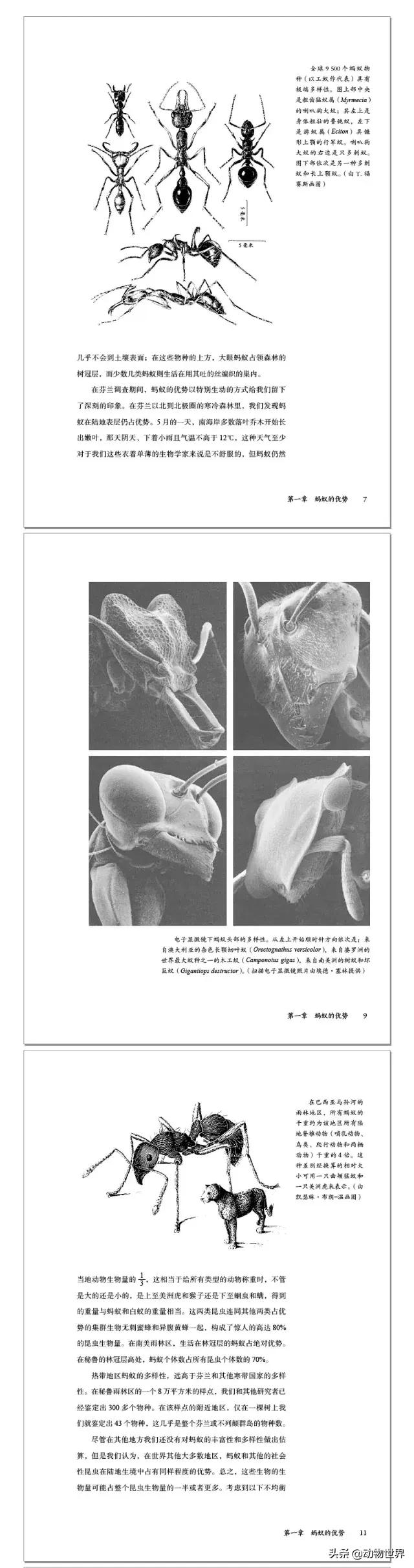 蚂蚁，一个社会与学科的诞生