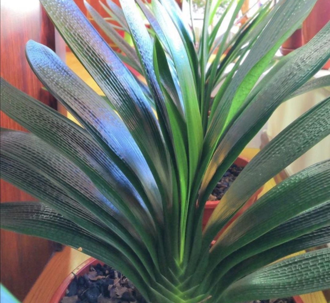 君子兰叶子少软蔫了咋办,君子兰叶子瘦怎么办