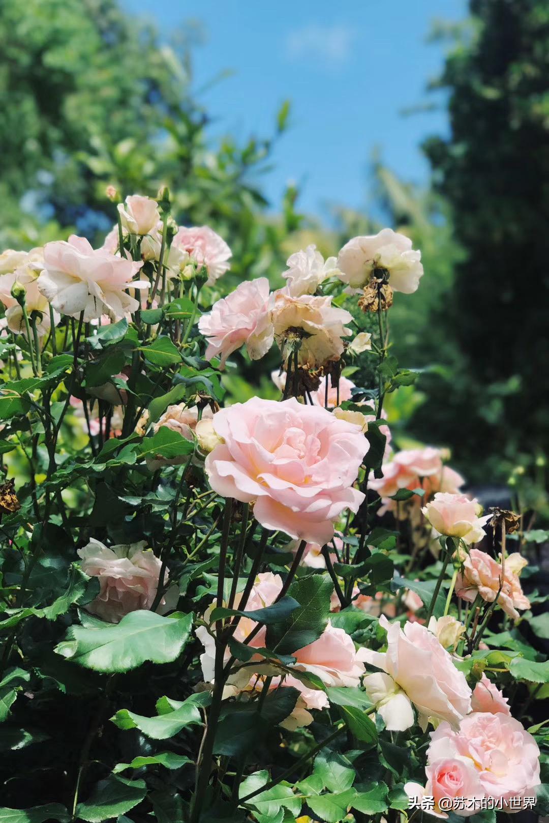 油性细软扁塌洗发水推荐2021年,头皮护理养发顺滑