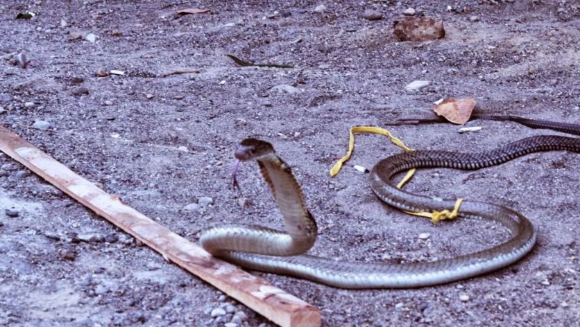 陆栖毒蛇毒性排行,毒蛇毒性分类