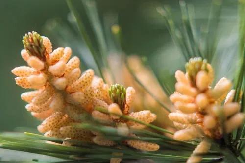 保健食品成分都有哪些类别,适合送礼的保健品有哪些