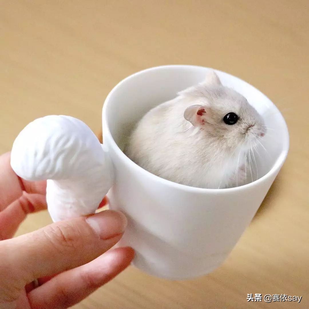 日本推主养了只小仓鼠，又团又圆的样子简直萌炸了！可爱到治愈！