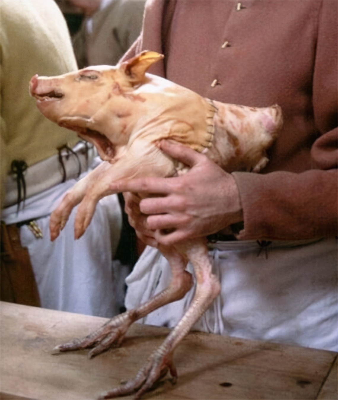 海狸尾巴与乌龟汤,海狸尾巴汤