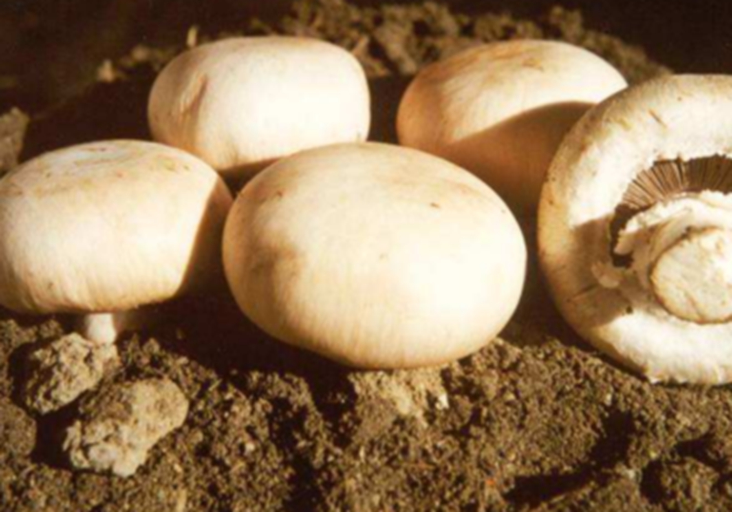 双孢菇的种植方法及步骤,双孢菇的室内种植方法和技术