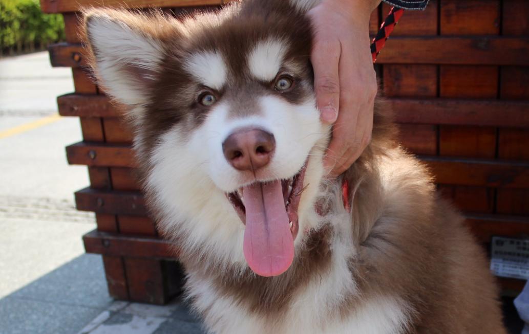 养小型犬公的好还是母的好,养公狗和养母狗的7大差别