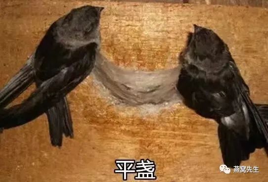 燕窝蜜盏和三角燕盏有什么区别,三角盏和圆盏有什么区别