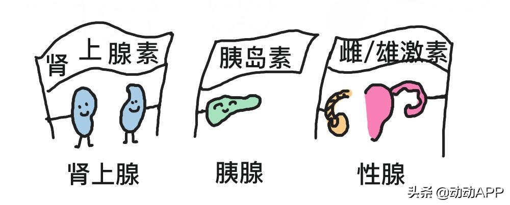 内分泌失调长痘脱发,肥胖导致内分泌失调脱发特点