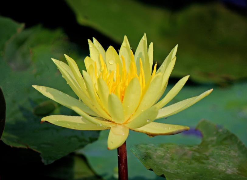 养睡莲的2种自制营养液,养睡莲用的土不混水