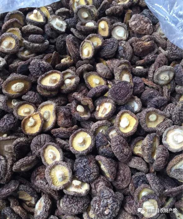 商南土特产及中药材有哪些,商南过风楼香菇基地