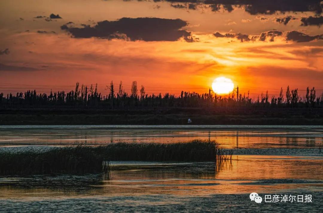 磴口南湖的苍鹭“斗舞”了,大家快来看