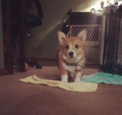 可爱呆萌的小奶狗视频,可爱可奶呆萌的小奶狗