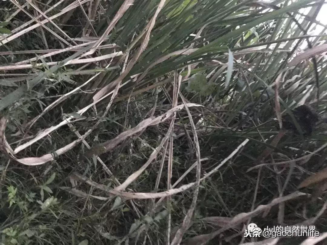 大草龟和小草龟谁好养,变异草龟和草龟的区别