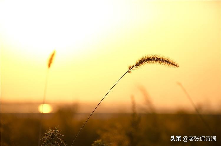 王维经典田园诗，三四句最精彩，其中风土人情让诗人找到归属感