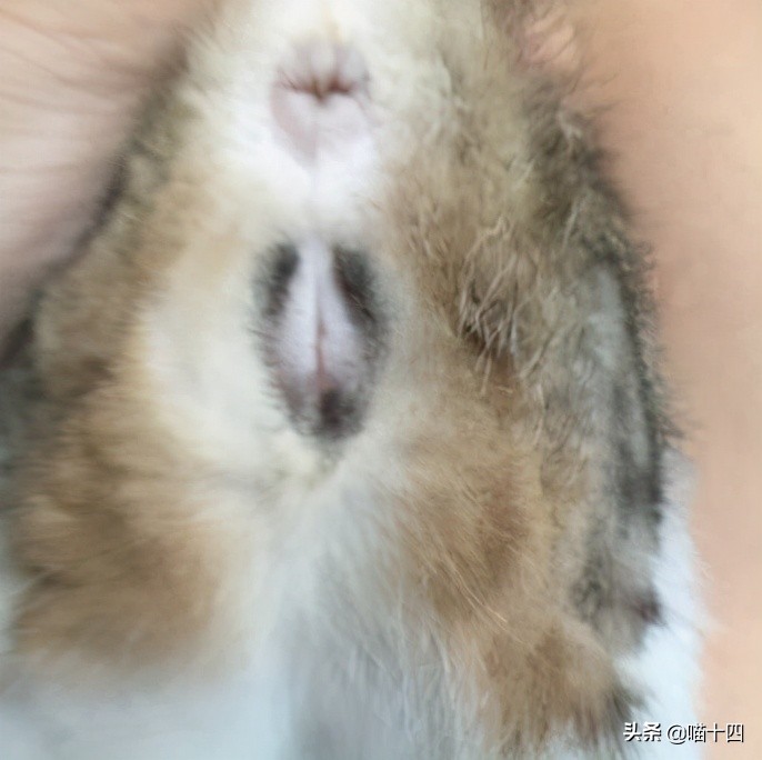 别让宠物医院榨干铲屎官的钱包——小毛病，不求人「外创篇-下」