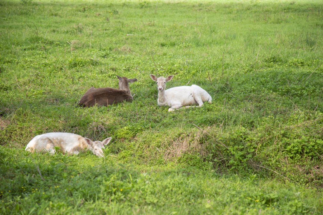长沙洋沙湖,长沙洋湖附近游玩