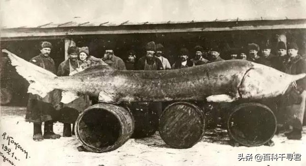 欧鳇的寿命极短,欧鳇是淡水鱼还是海鱼