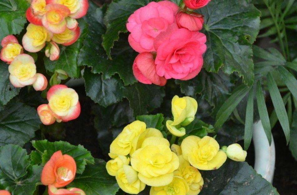 丽格海棠生长记录,重瓣丽格海棠的生长环境是什么样