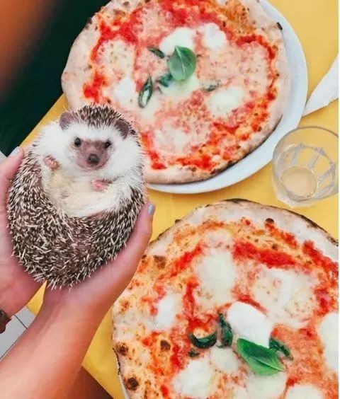 网红小刺猬——过成了你最想要的样子。