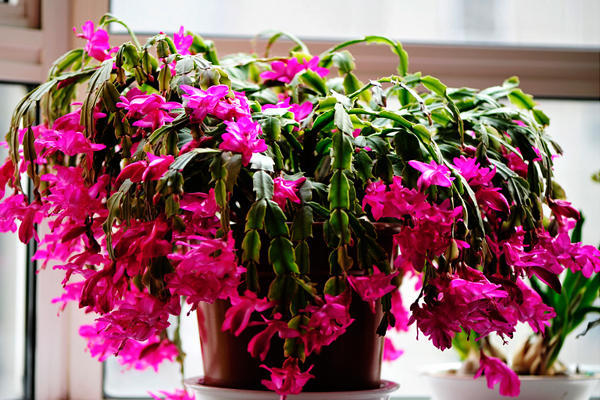 这花一年四季都能开,春节过后这些花很耐养