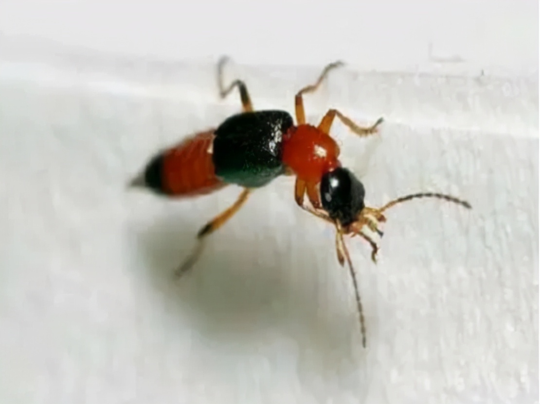 被隐翅虫咬伤有多可怕,被隐翅虫咬后症状图片及治疗方法