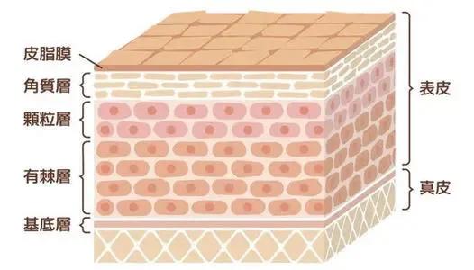 护肤精华液的正确使用方法步骤,怎么使用精华液达到最佳护肤效果