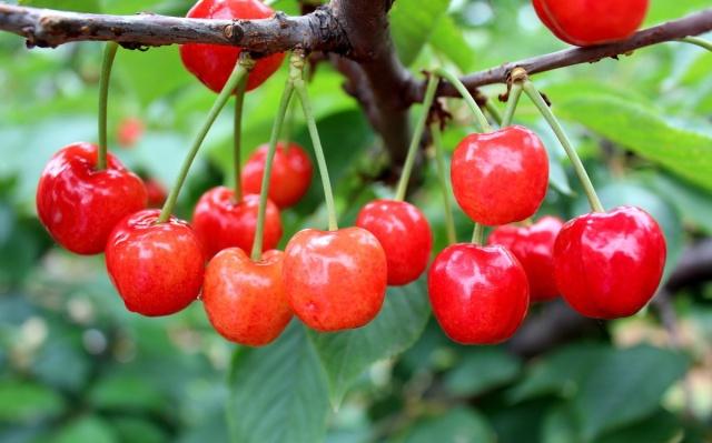 几十块一箱的车厘子,水果樱桃和车厘子是一样的吗