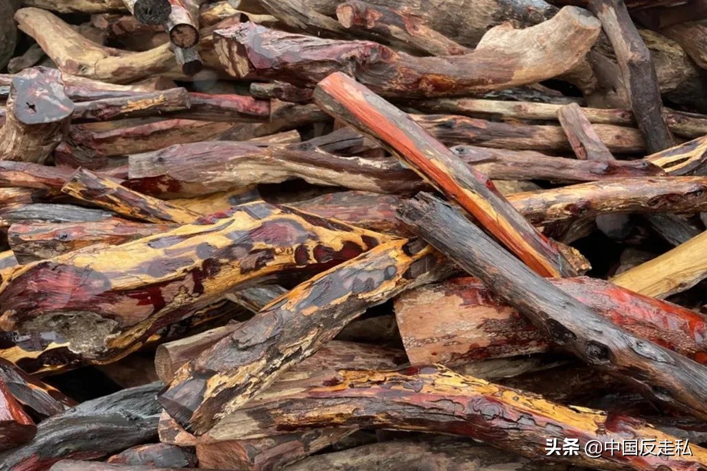 国门利剑打击走私专项行动,国门利剑2018全集