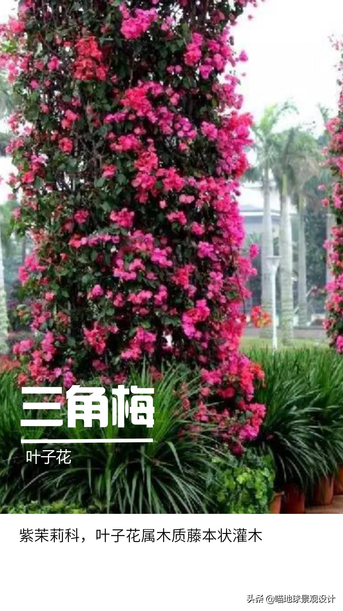 意大利常见的爬藤植物,25种爬藤植物