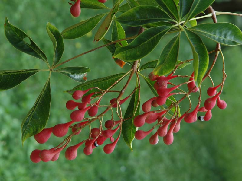 中华人民共和国野生植物保护名录,濒危保护植物名录药用植物多少种
