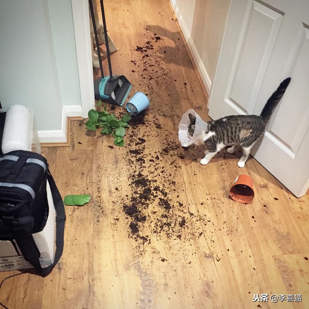 绝育手术一般有哪些项目,绝育手术看着很简单