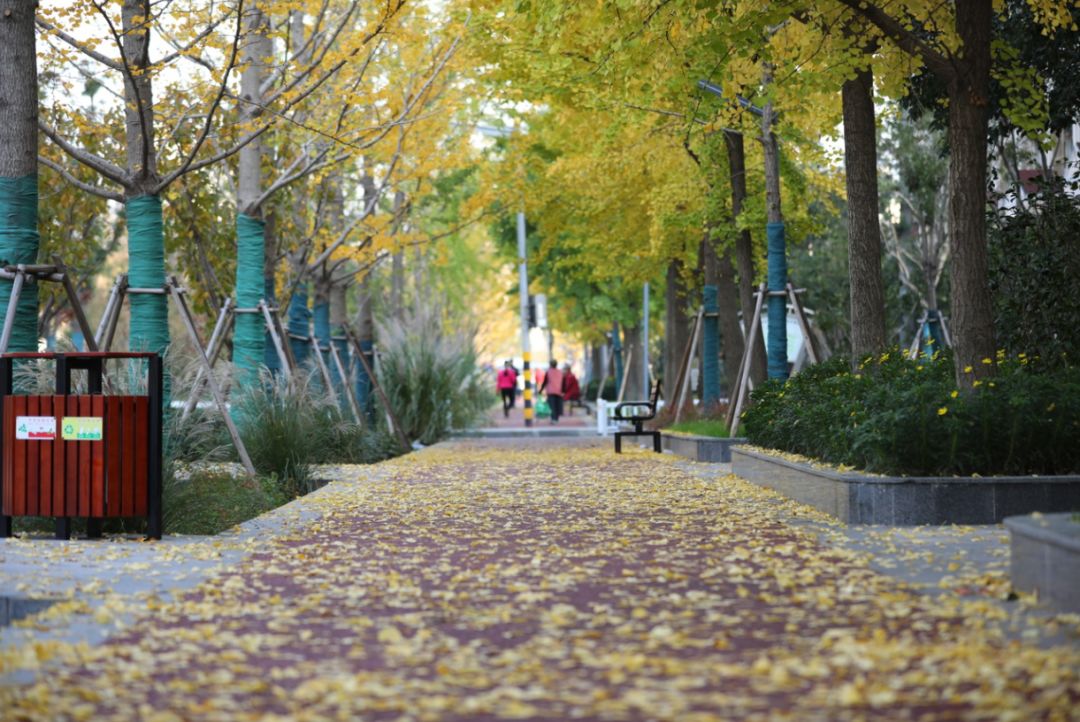 上海银杏叶打卡的地方,上海周边哪里有银杏叶