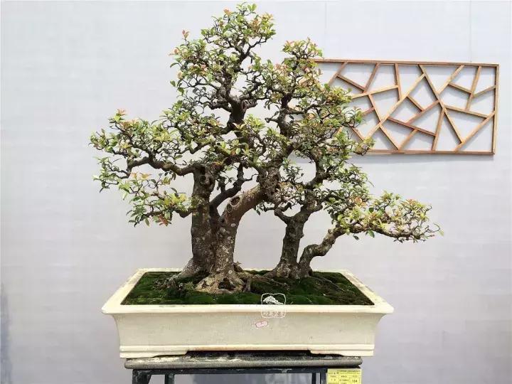 造型极美的盆景一起来欣赏,一组风吹出来的盆景欣赏动感十足