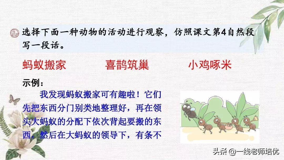 语文五年级上册第17课松鼠资料,部编版五年级上册第17课松鼠课件