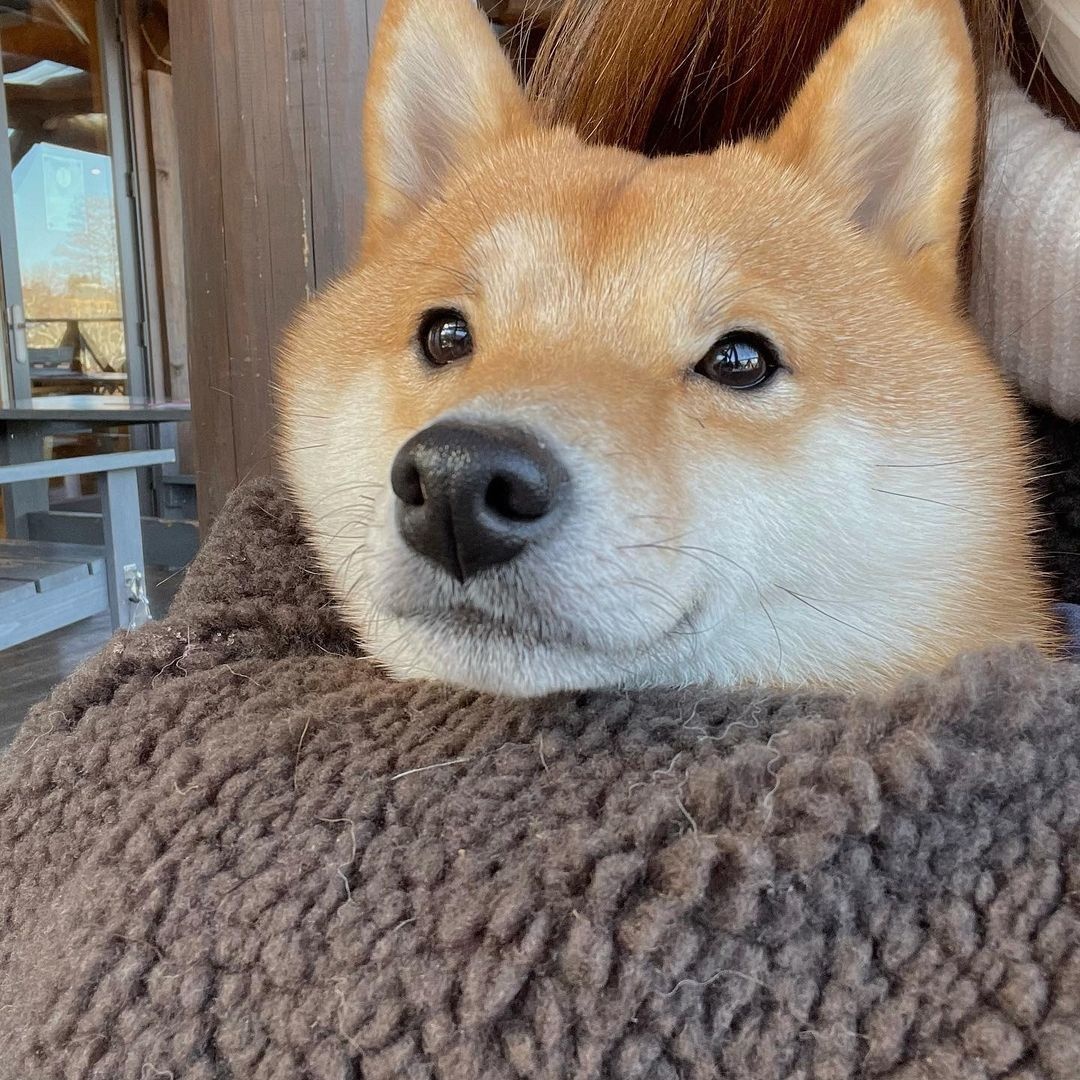 可爱呆萌治愈系的柴犬,柴犬超可爱照片