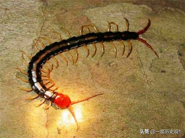 端午节五毒代表什么意思,端午节驱五毒是指哪五毒