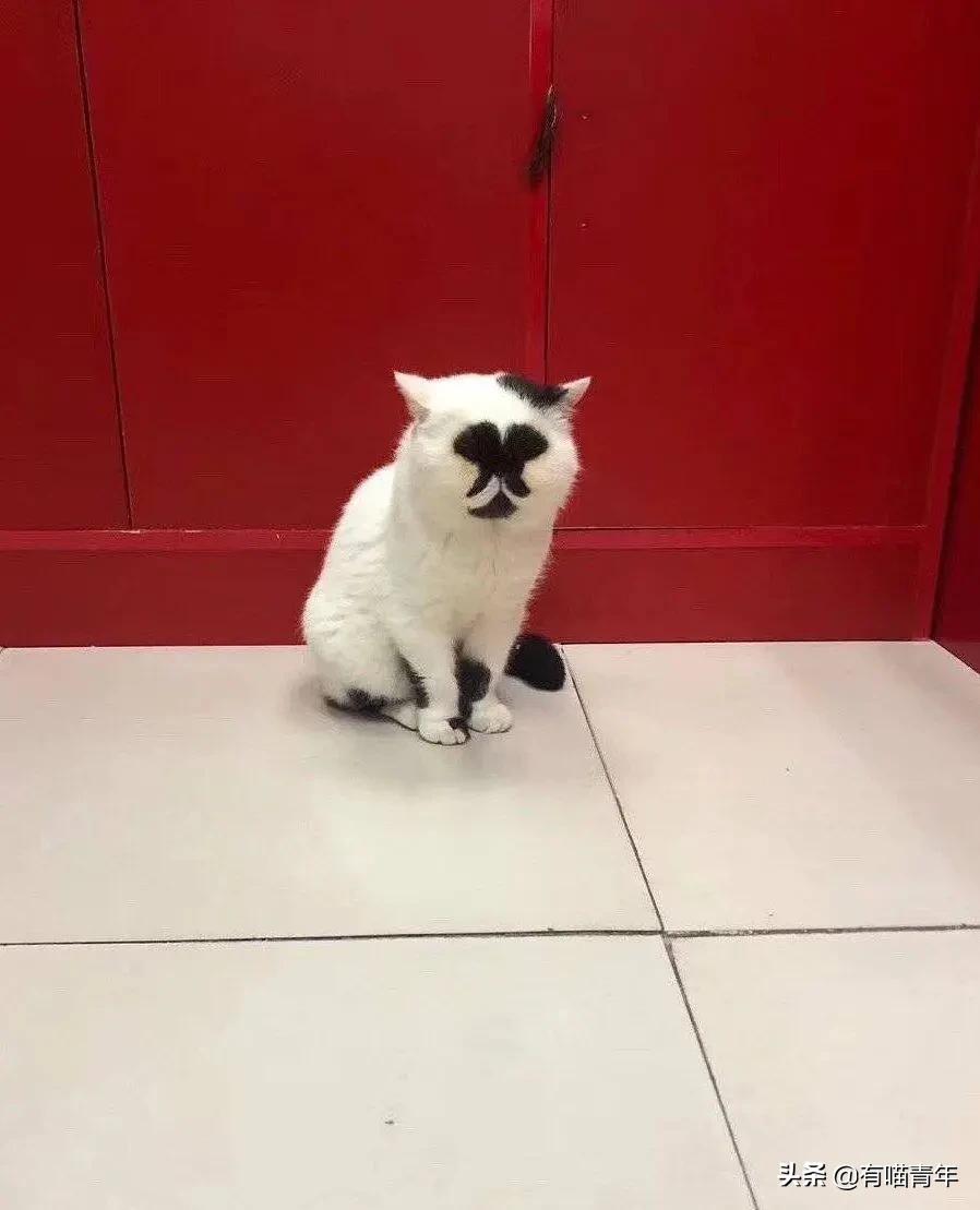 喷墨机为何突然对猫下此毒手?