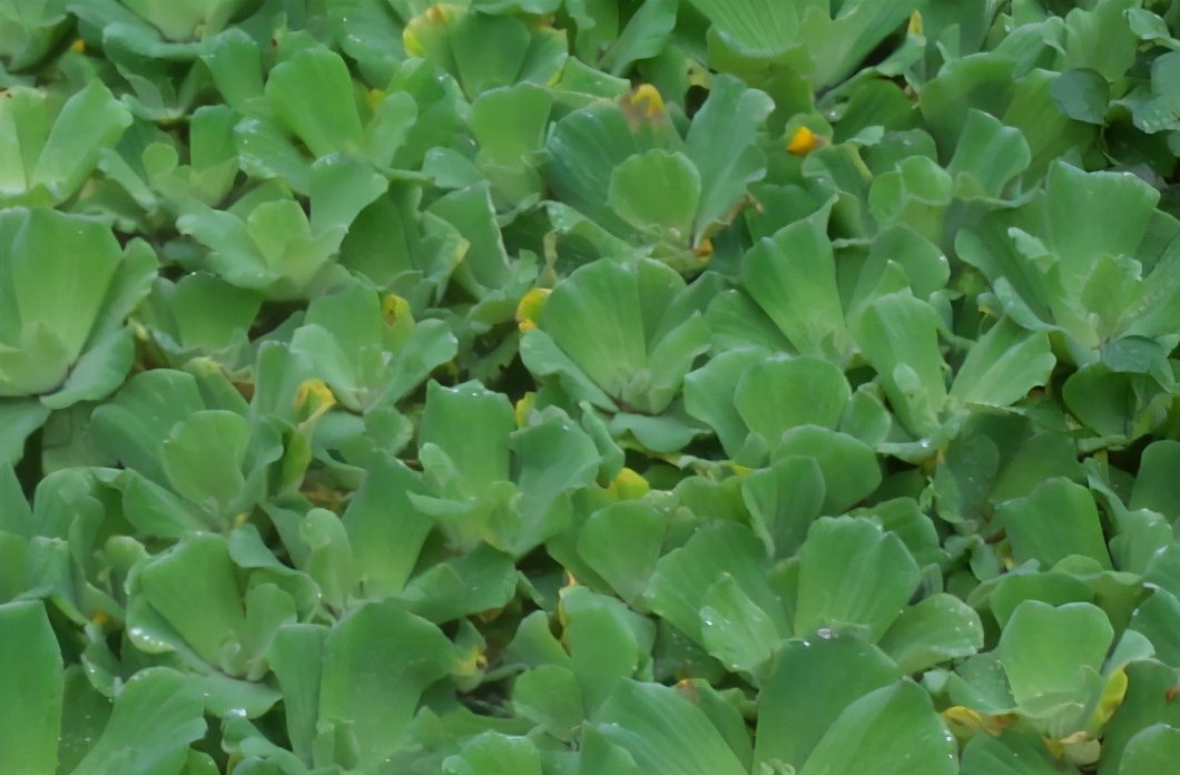 它是令人闻之色变的恶草，却不知价值珍贵，曾是名贵植物享誉世界