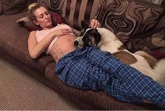 狗狗能感觉到孕妇怀孕了吗,狗狗能感受主人怀孕吗