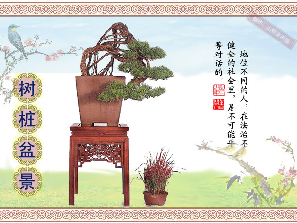 高山杜鹃花老树桩盆景,大树桩盆景欣赏