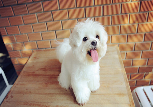 养狗知识：狗身上生了寄生虫怎么办？处理寄生虫的措施及注意事项