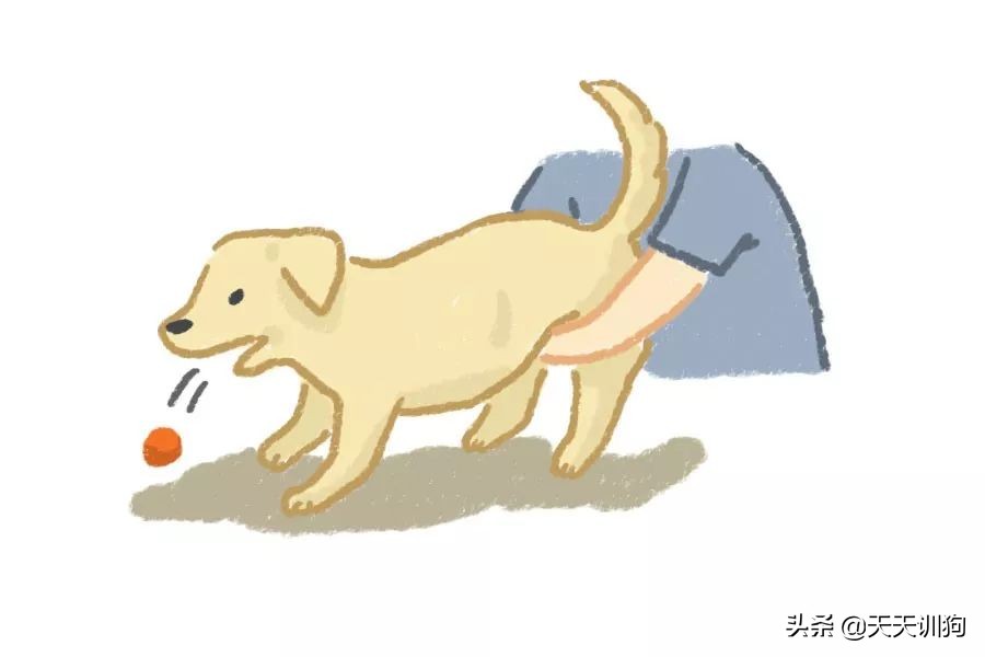 狗狗吞了牙签自救的方法,狗狗误吞异物排不出来怎么办