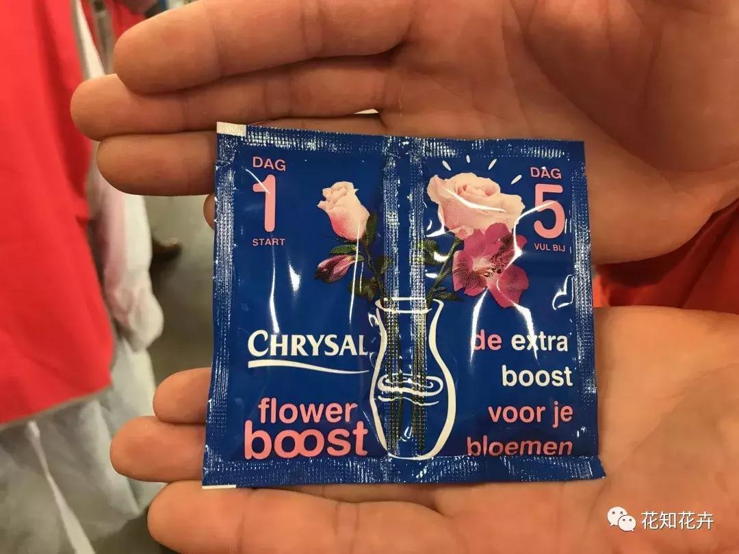 鲜花为什么最爱这一口！｜花呆子的荷兰鲜花游记（二）