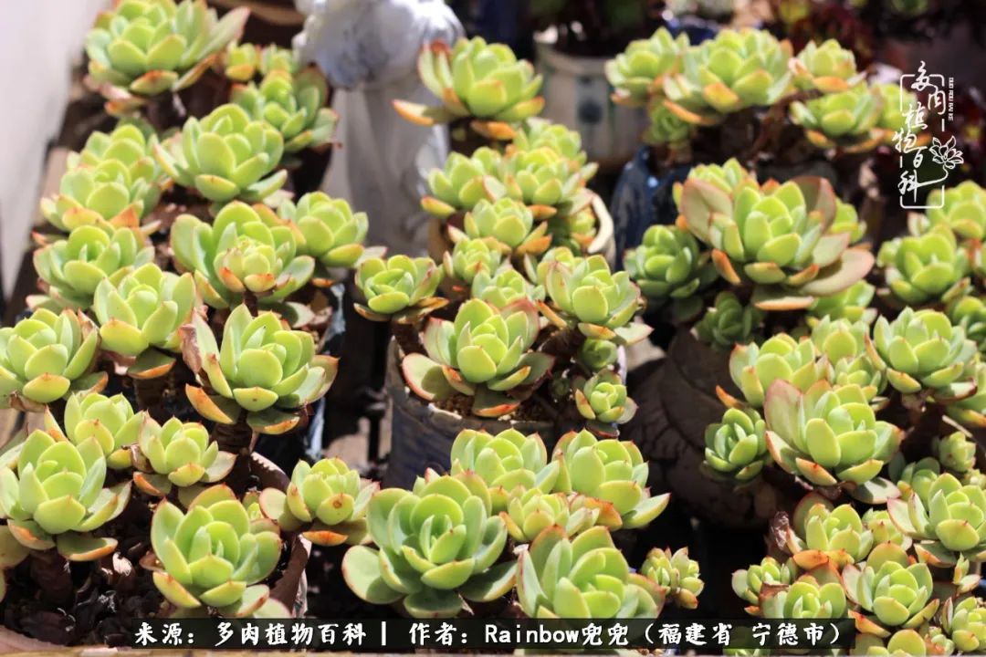 岁月无波澜余生不悲欢是啥意思,愿你岁月无波澜敬我余生无悲欢