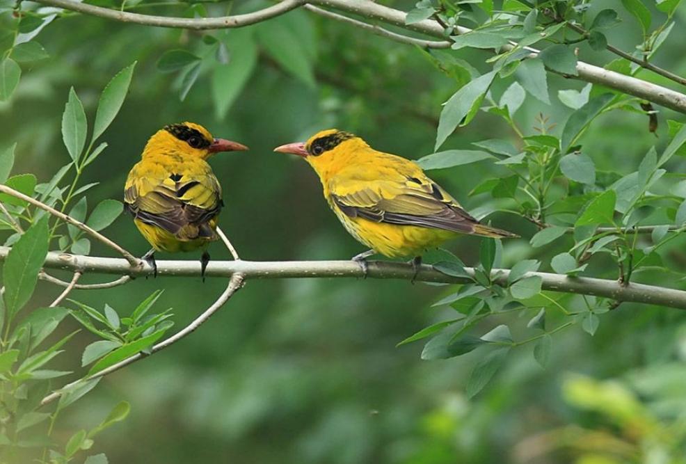 两个黄鹂鸣翠柳是什么行为,两个黄鹂鸣翠柳解释幼儿园