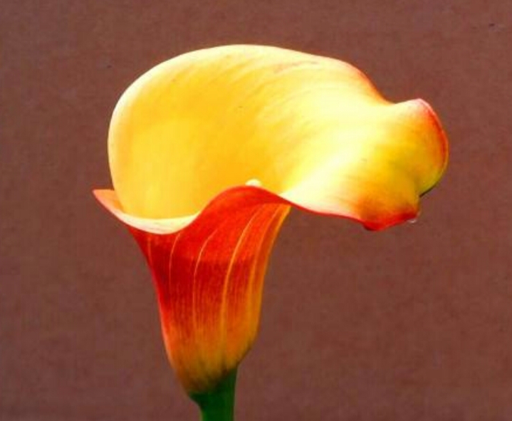 彩色马蹄莲怎么养爱开花图片,彩色马蹄莲夏季的养殖方法