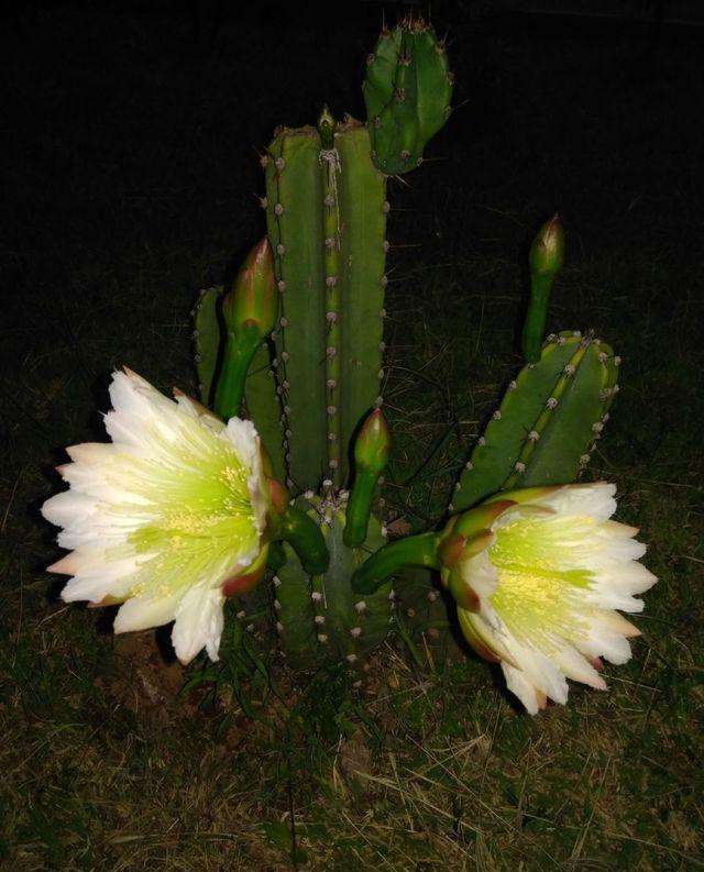 龙骨霸王鞭的功效区别,龙骨花与霸王鞭有什么区别