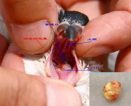 鸽子第一杀手—毛滴虫,在夏季如此猖獗,养鸽户们应该这样解决