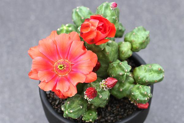 仙人掌开花有多美,仙人掌花开好娇艳