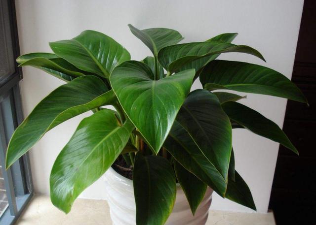 十种最旺客厅花,6种转运花